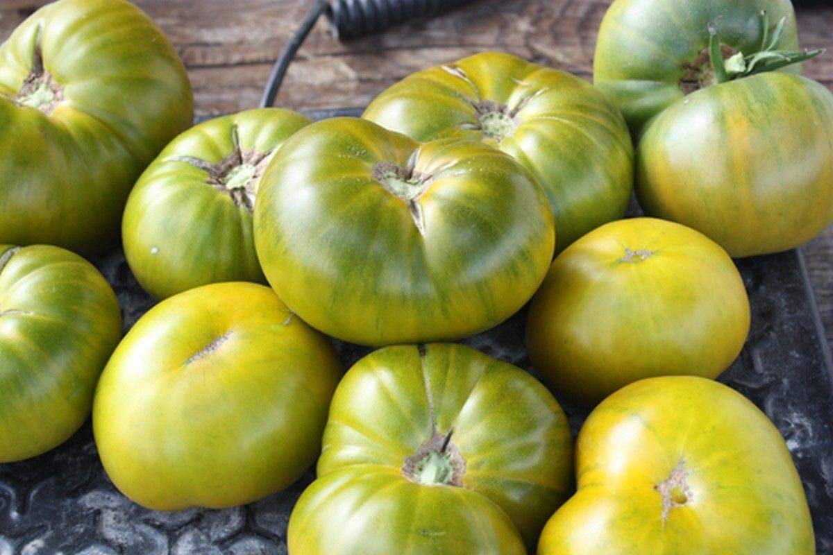 Amazon.com : Evergreen Tomato Seeds - It Makes Perfect Fried Green