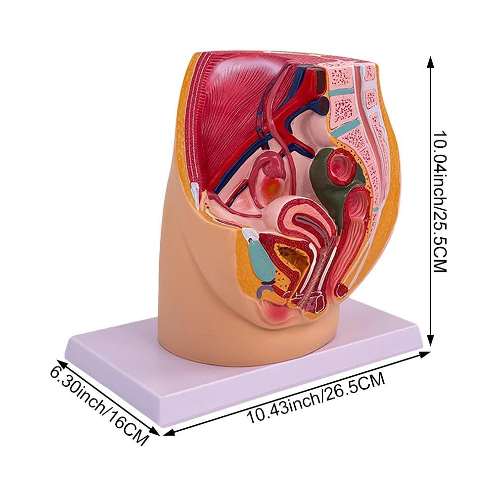 Amazon.co.jp: 骨盤モデル 女性 教育シミュレーション 泌尿器系