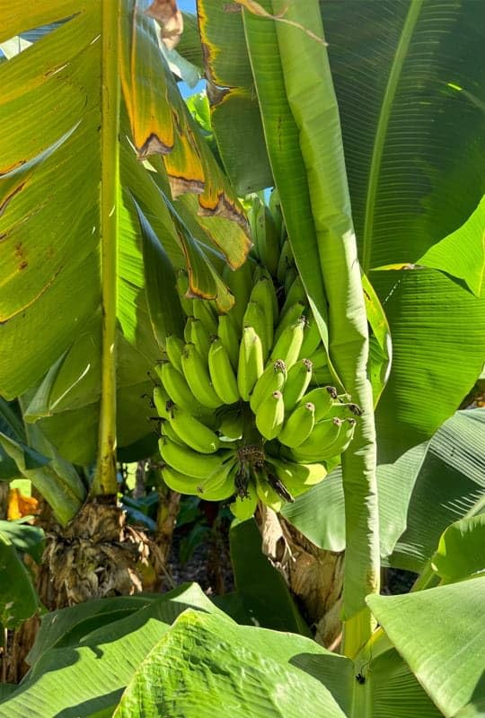 LK Gartenwelt Winterharte Bananenstaude Musa basjoo, 1 Pflanze, Faserbanane, essbare Früchte, mehrjährig, USDA Zone 5