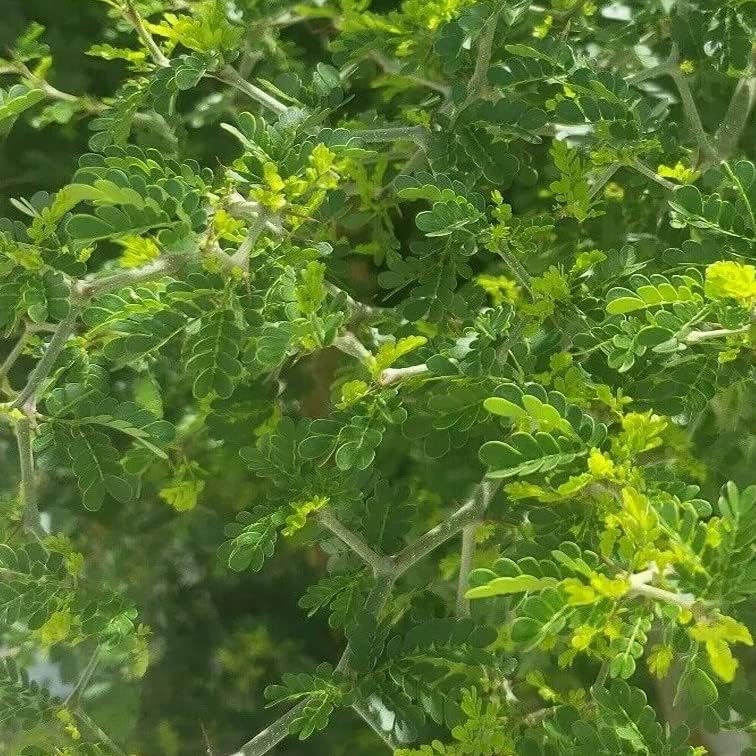 Miniatura 3 de 20 semillas frescas de ébano de Texas, 20 semillas, planta de ébano para tu hogar y jardín