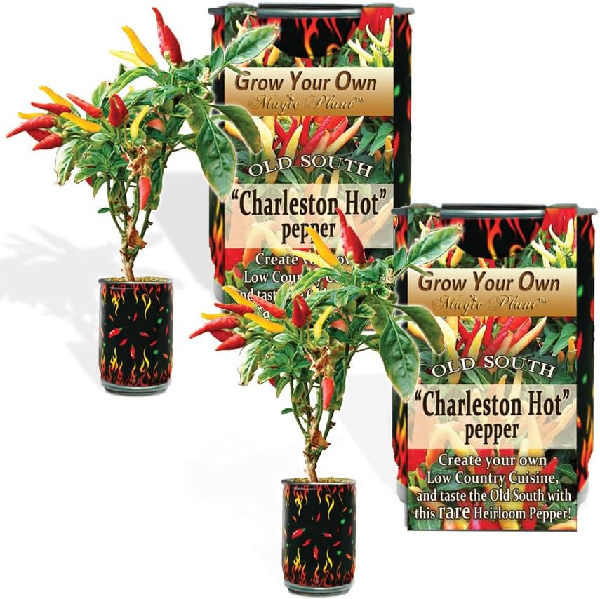 Charleston Hot Chili Pepper Grow Kit by Magic Plant - 3 Kits - Grow Southern Spice at Home, 70K to 100K SHUs, DIY All-in-One Grow Kit, Heirloom Seeds, Great for Indoor or Outdoor Gardeners or Gift
