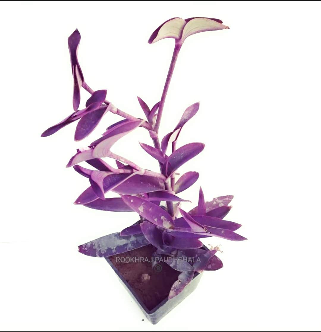 See full amazon price history chart for ROOKHRAJ PAUDHSHALA Good Luck Krishnakant Live Plant, Purple Queen Hanging Plant ROOKHRAJ PAUDHSHALA Good Luck Krishnakant Live Plant, Purple Queen Hanging Plant (B06X9D82K5) Amazon Price History, Amazon Price Tracker
