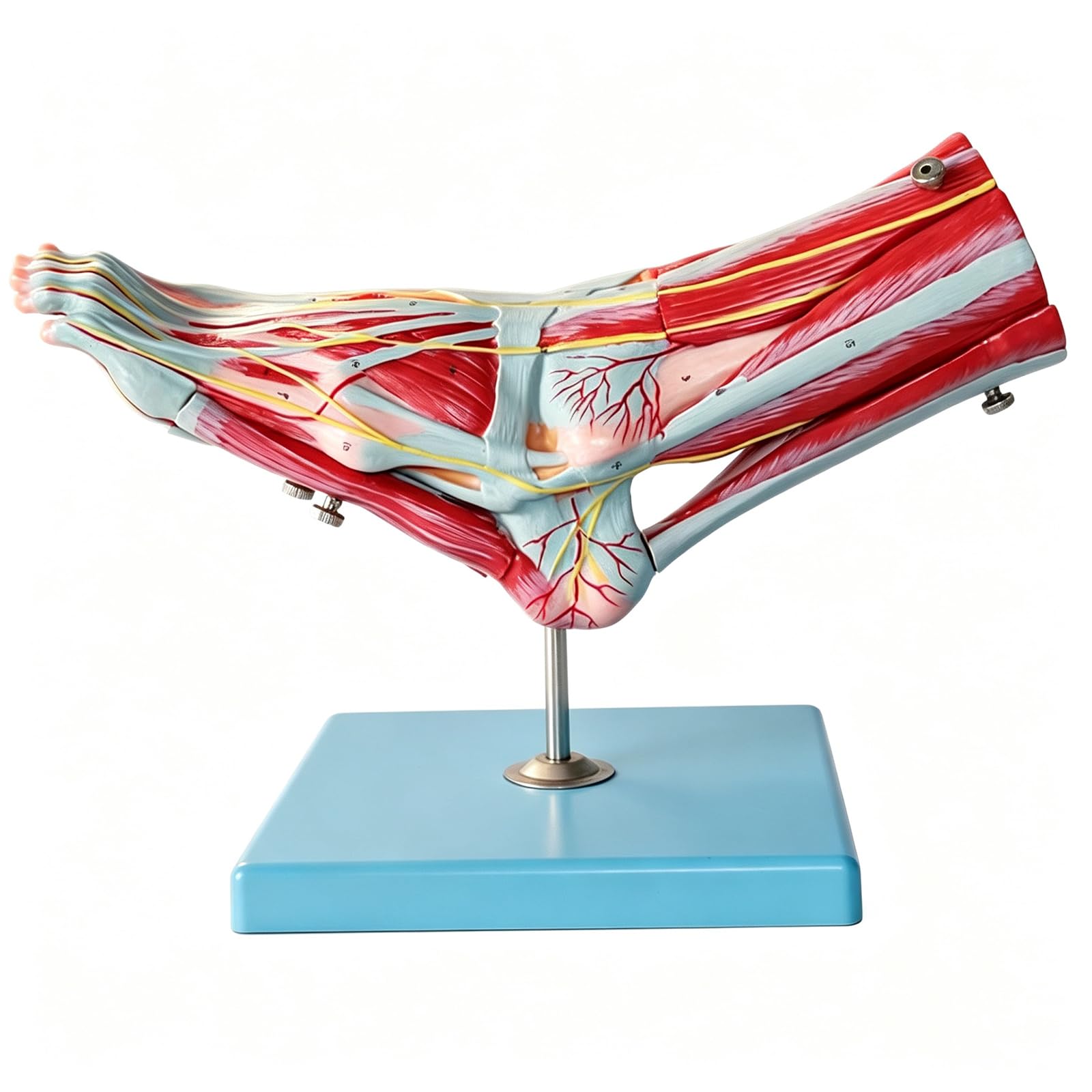 Modelo Anatómico del Pie, Modelo Anatómico del Pie Humano Natural De Gran Tamaño con 9 Partes Y 52 Signos Digitales, Exhibición Didáctica De Músculos Y Ligamentos del Pie.