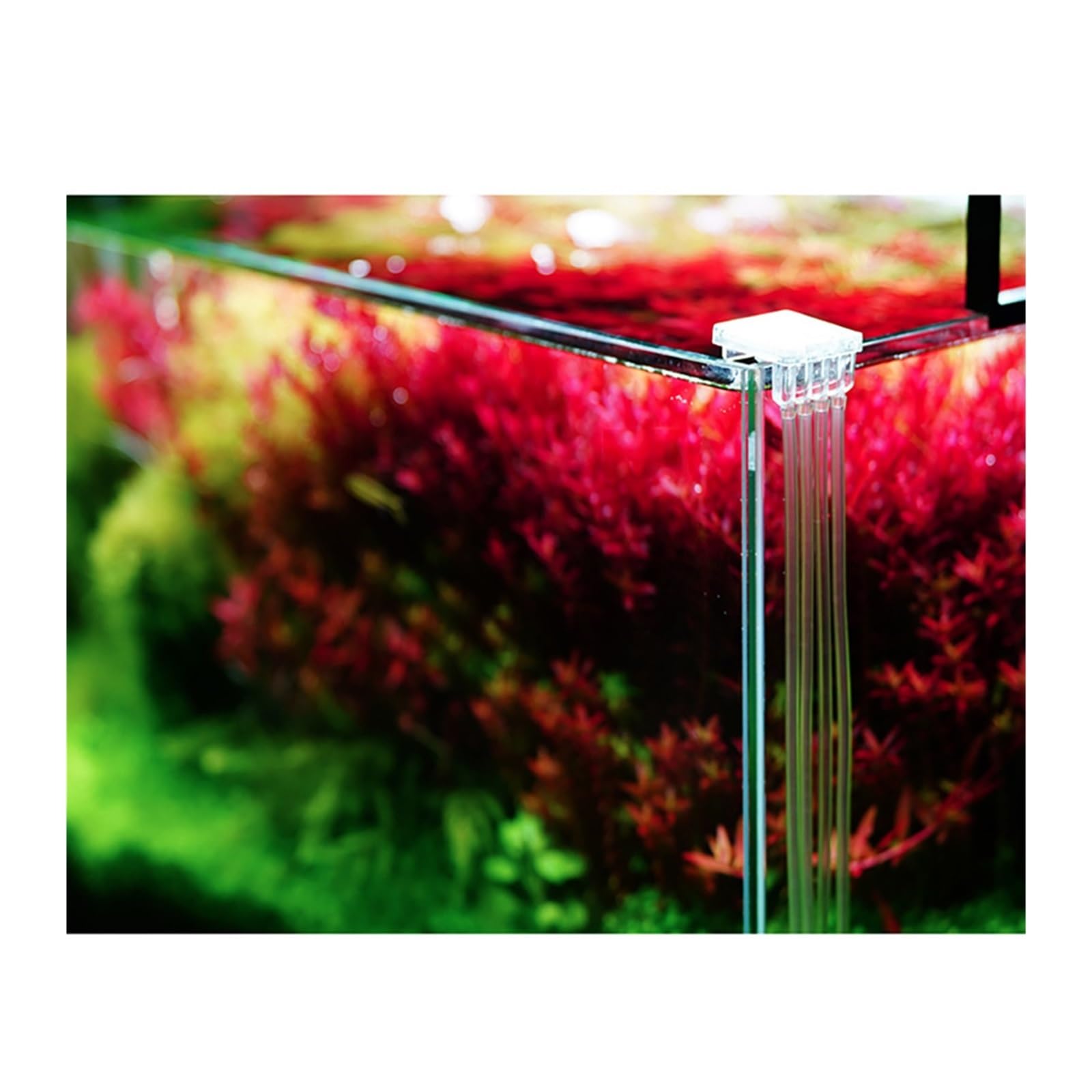 Grass Tank Seawater Tank Titration Pump Doser Bottle Aquarium Dosing Liquid Container(Set2-With Base)