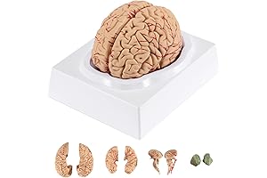 BEAMNOVA Human Brain Model for Teaching Neuroscience