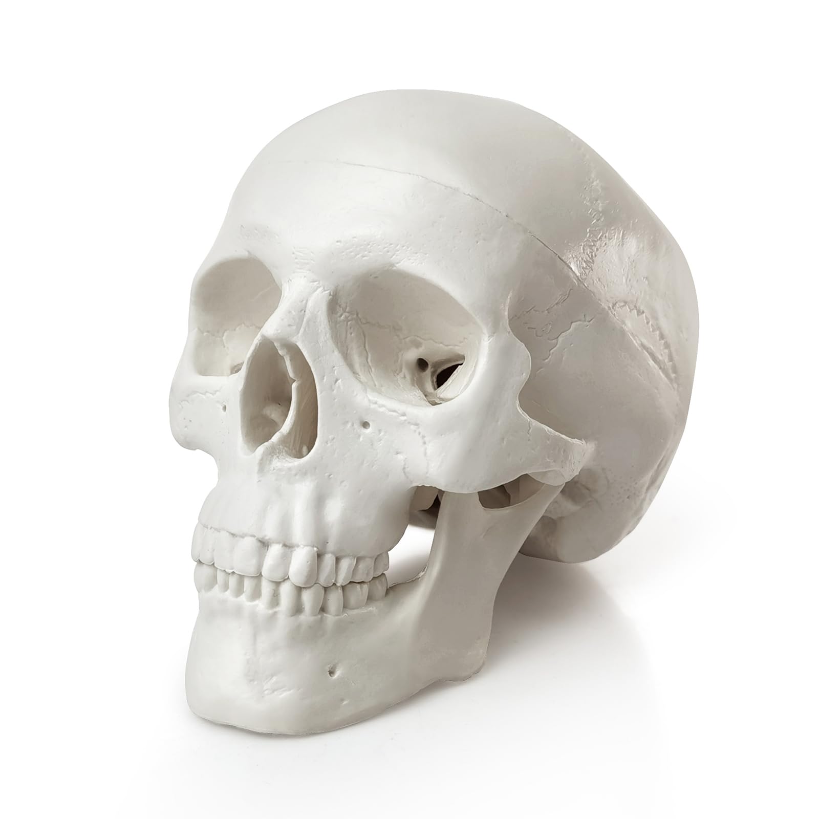 Amazon.com: HADWYN 2026 New Mini Human Skull Model, 3 Part