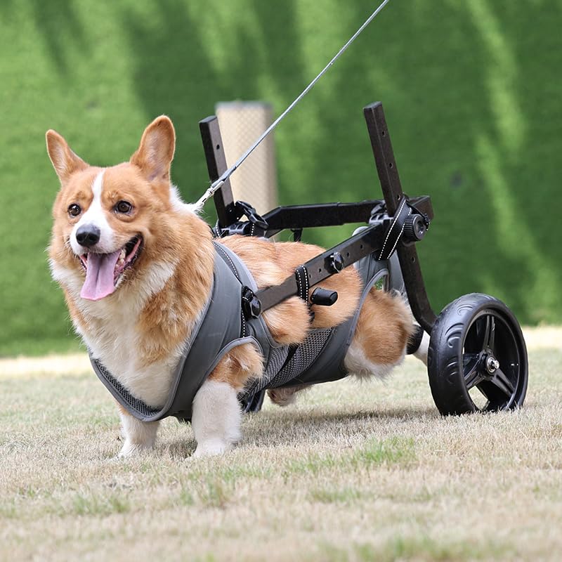 Chaise à roulettes légère pour chien, chariot pour animaux de compagnie réglable pour pattes arrière, chariot d'aide à la mobilité du chien avec roues pour chiots blessés avec14-20KG (L)