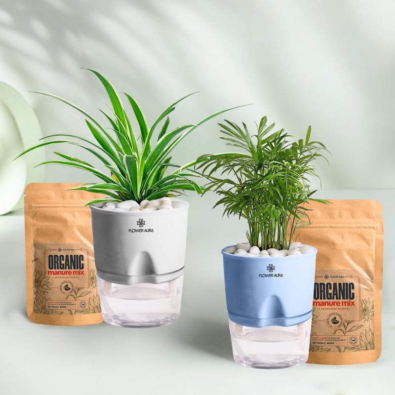 FlowerAura Combo of 2 (Spider & Bamboo Palm) Plants In Self Watering Pots With 2 Manure Packet For Living Room, Balcony, Home/Office Decor | Premium Gifting | Improving Air Quality | Reducing Stress-image-7