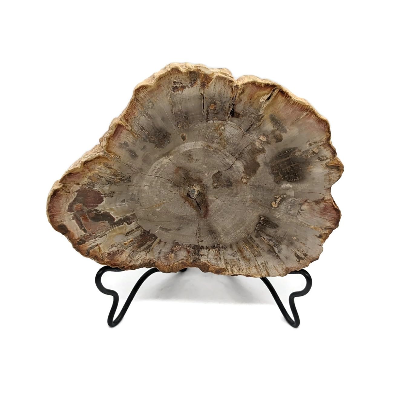 Petrified Wood Slab with Stand - 4.5 to 5 inch - Natural Petrified Wood Polished on Both Sides