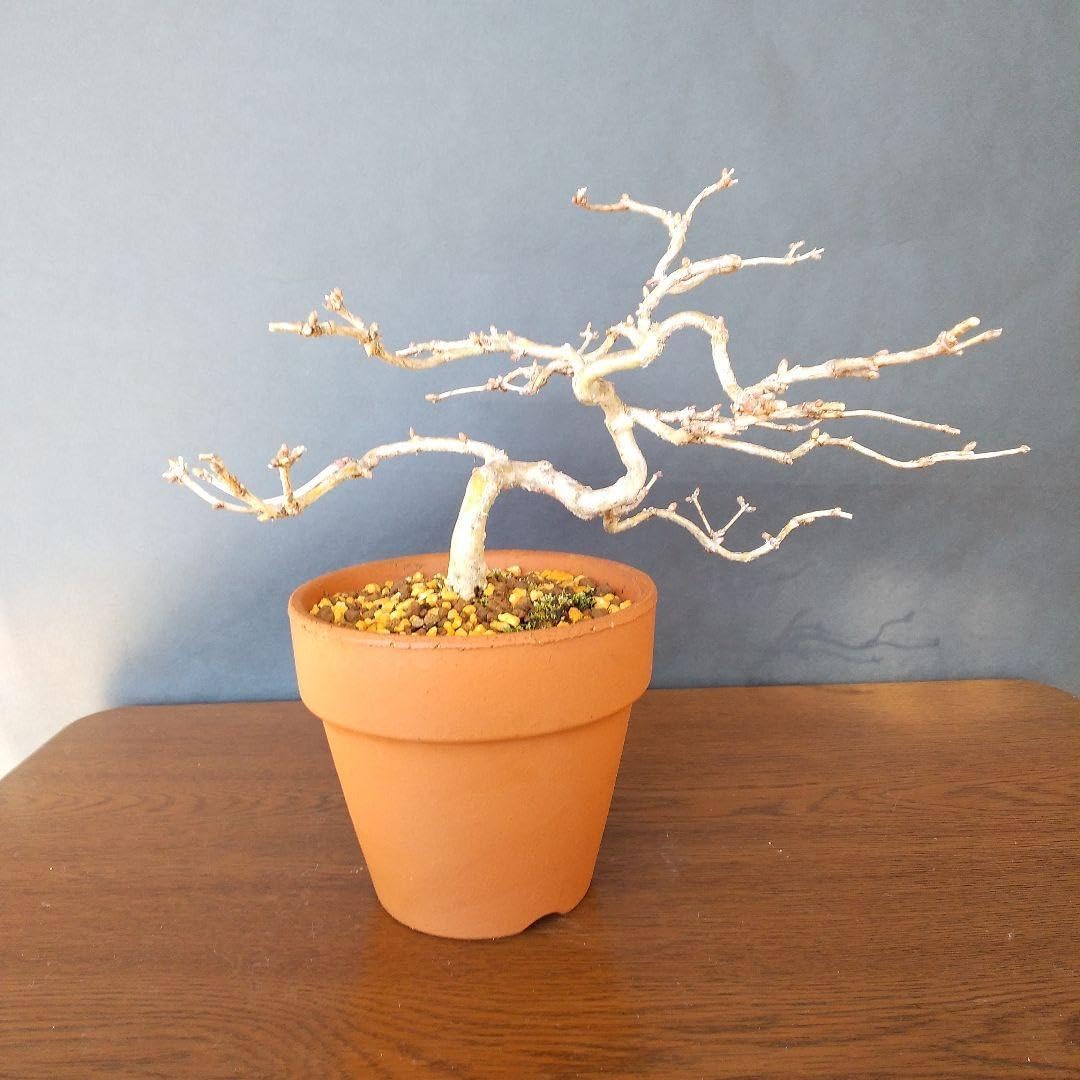 姫沙羅（ヒメシャラ）盆栽 S039 姫沙羅（ヒメシャラ）盆栽 SS039