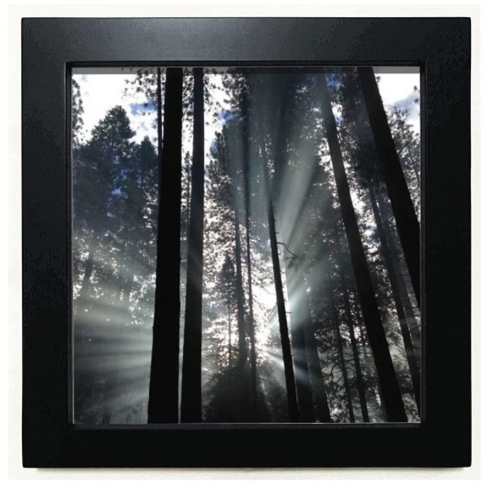 no/no Forestry Sunshine Science Nature View Black Square Frame Picture Wall Tabletop