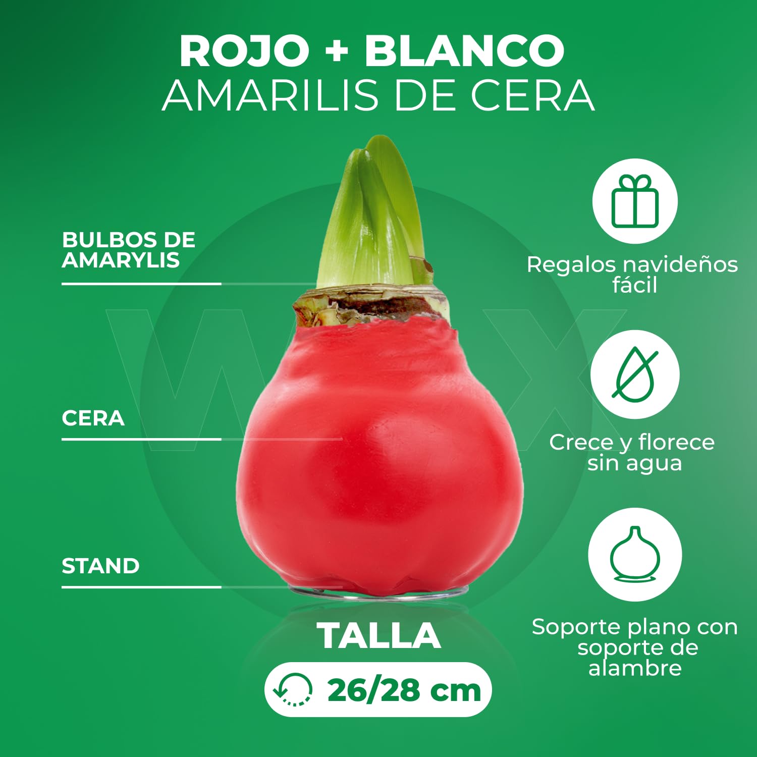Colección de dos bulbos de amarilis encerados en blanco y rojo