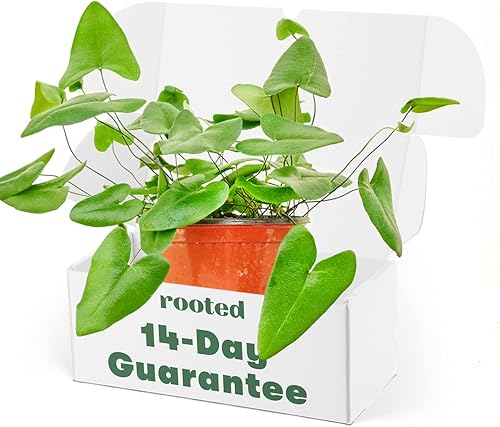 Rooted Heartleaf Fern - Hemionitis arifolia Planta de interior viva, fácil de cultivar y de bajo mantenimiento (maceta de 6 pulgadas)