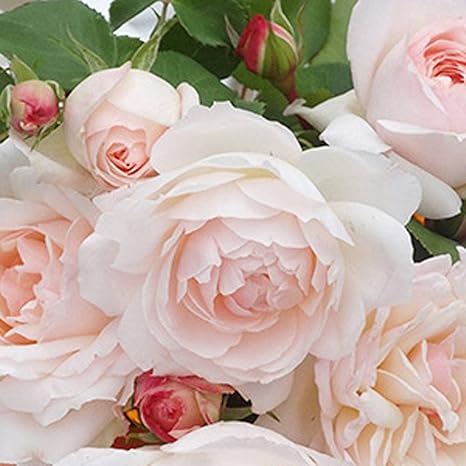 Amazon バラ苗 ステファニーグッテンベルグ 木立バラ 京成バラ 四季咲き カップ咲き 病害虫に強い 薔薇 予約販売12 翌1月頃入荷予定 花