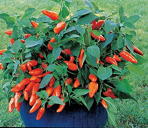 JustSeed - Pepper (Sweet) - Sweet Tangerine Dream - 15 Seeds