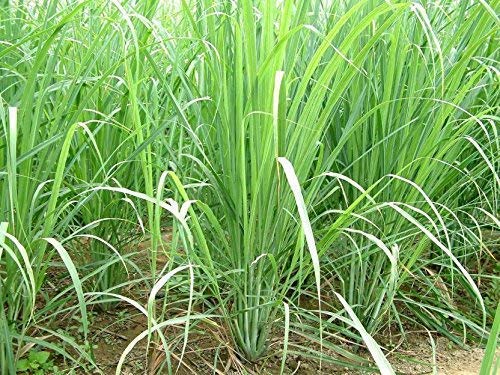 PMK E STORE Lemon Grass Live plant Without Pot (B091D5H7GQ) Amazon Price History, Amazon Price Tracker