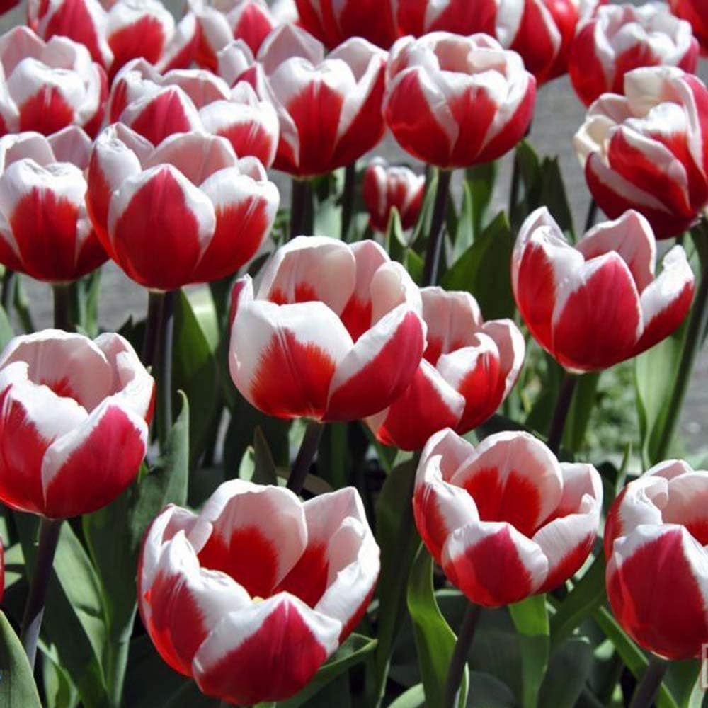 園芸用5本チューリップ球根植栽白赤ステッチ色花春咲きユニーク 園芸用5本チューリップ球根植栽白赤ステッチ色花春咲きユニーク