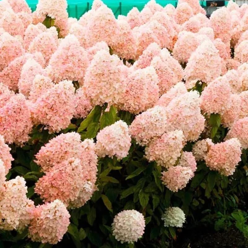 2 Blue Hydrangea Bushes Live Plants, Well Rooted, Dormant Hydrangea Tree Shrub 4-7 Inches for Planting