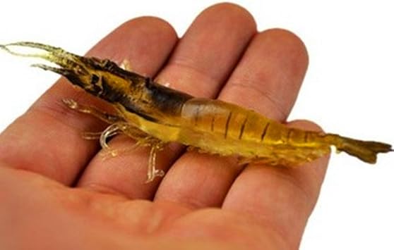 KENGEL 10pcs Shrimp Worm Bait Soft Lure 3.55IN 6g Ultra Realistic Soft Bait Shrimp Lure