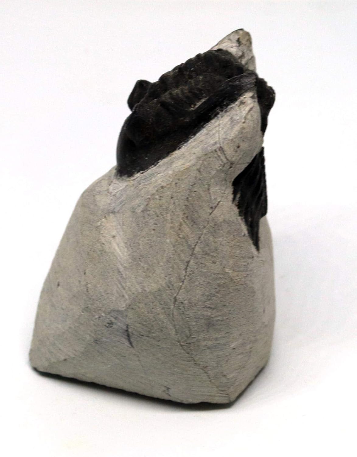 Hollardops Trilobite Fossil Morocco 390 Million Years Old #15795 9o