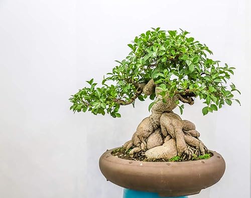 Ficus Bonsai Tree Seeds to Grow - Más de 25 semillas - Fabricado en Estados Unidos
