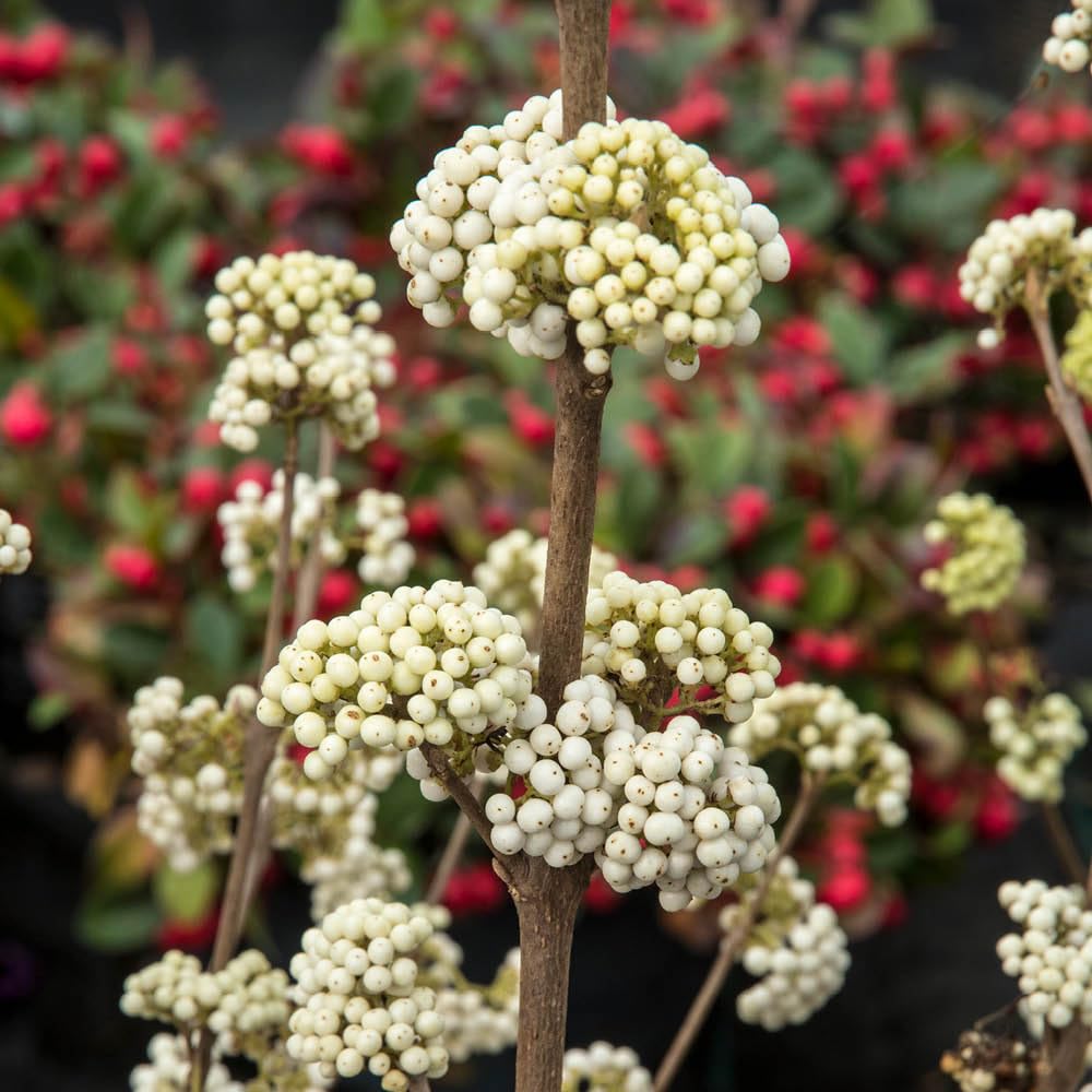 Yougarden White Callicarpa 'Magical Snowstar' Beautyberry, Established Plant In 3L Pot, Ready To Plant