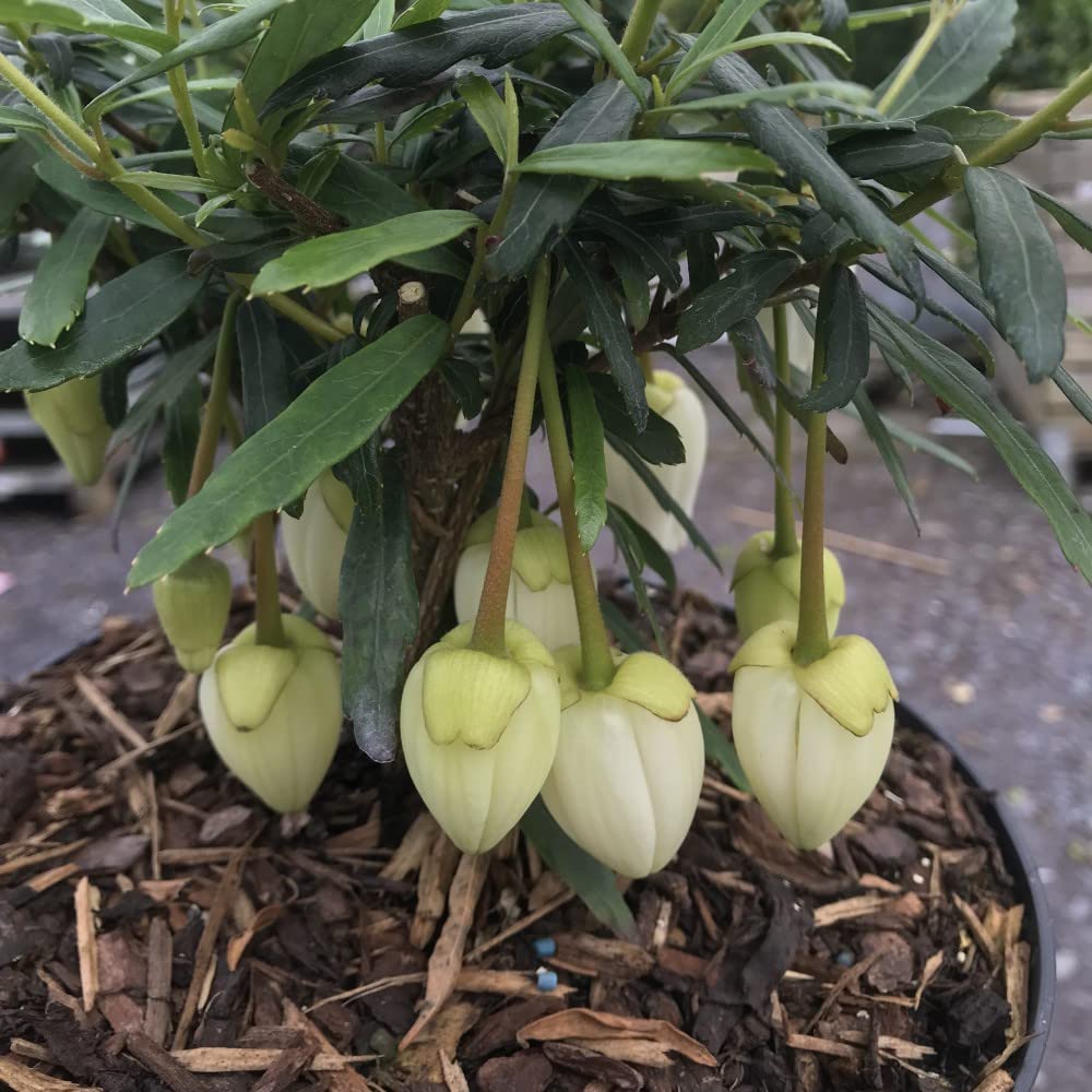Crinodendron Alf Robbins Half-Hardy Perennial Easy to Grow Your Own Sun Loving Garden Flowering 1x 9cm Potted Plant by Thompson & Morgan