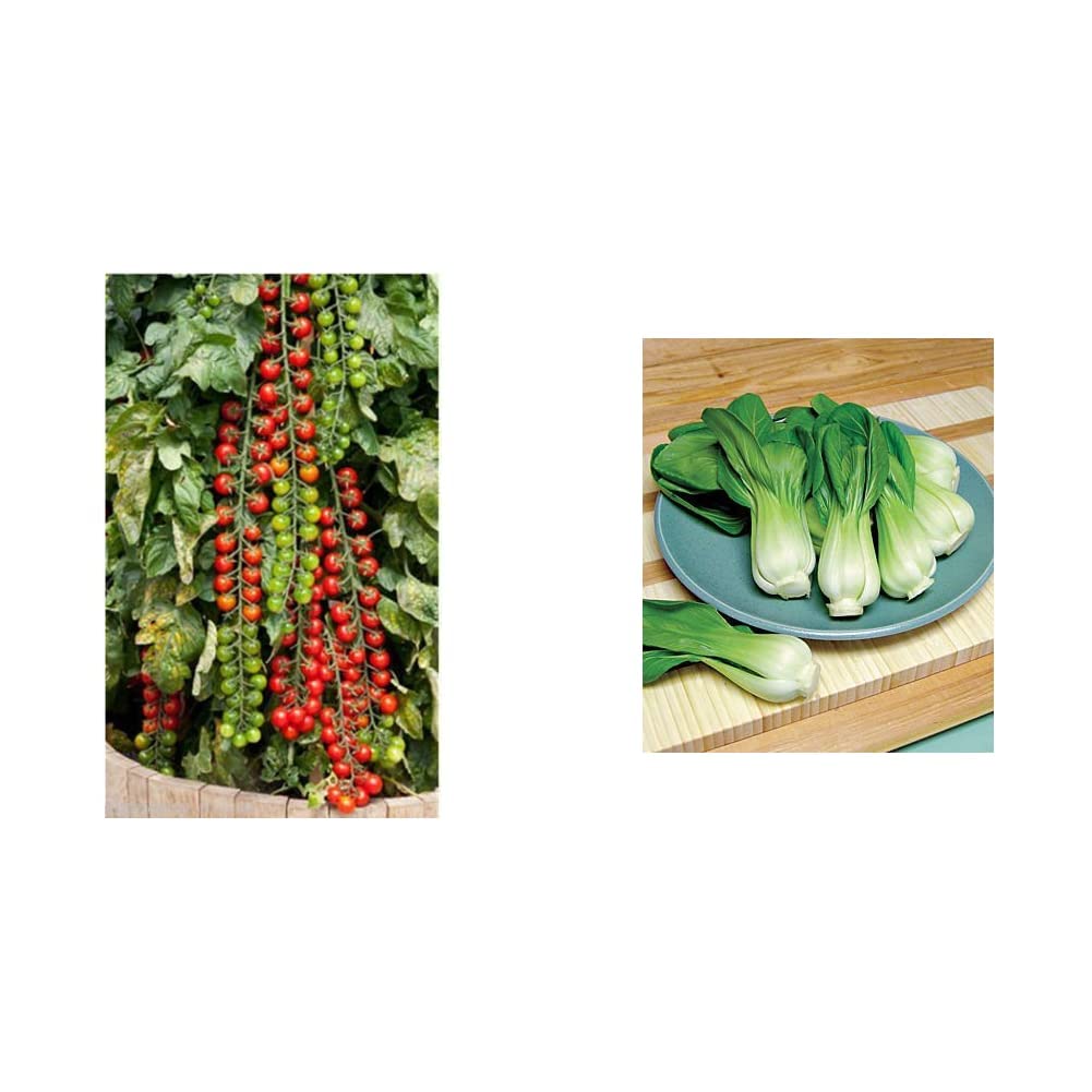 Seedscare Vegetable Cherry Tomatoes Seeds (Pack of 50 seeds) & SCI-A26 Pak Choy Seeds (100 Seeds) Combo (B087CPLTBX) Amazon Price History, Amazon Price Tracker