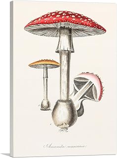 ARTCANVAS Amanita Muscaria Illustration - Medical Botany 1836 Canvas Art Print Stretched Framed Painting Picture Poster Giclee Wall Decor - 18" x 12" (1.50" Deep)