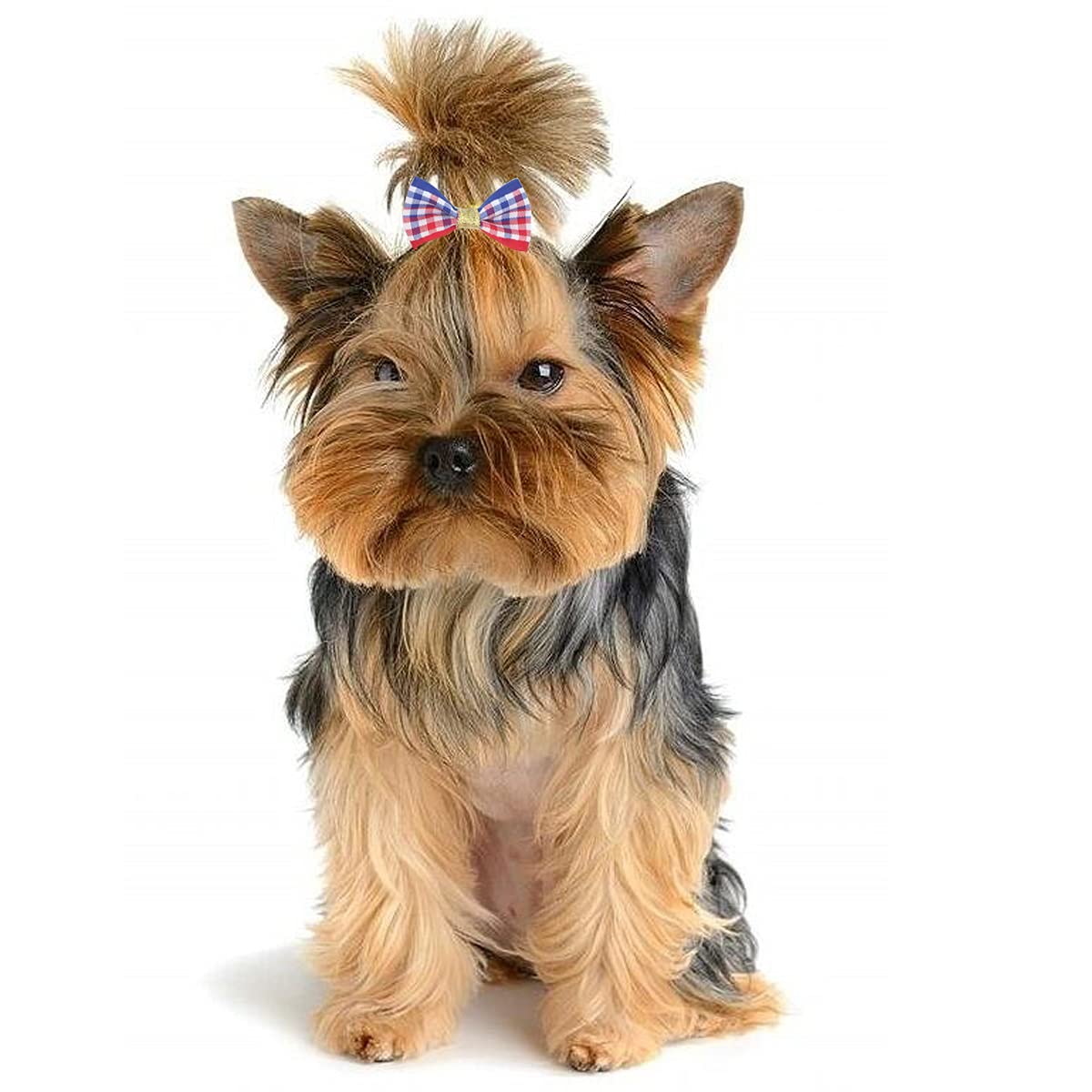 Mini-Hundeschleifen Mit Gummiband – 60 Stück (30 Paar), Bunt, Für Kleine Hunde & Welpen