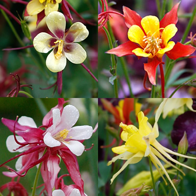 Mixed Aquilegia / Columbine Flower Bulbs - 3 Roots