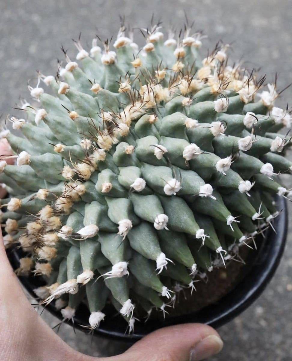 Amazon.co.jp: 02 アロンソイ ツルビニカルプス 種子50粒 サボテン