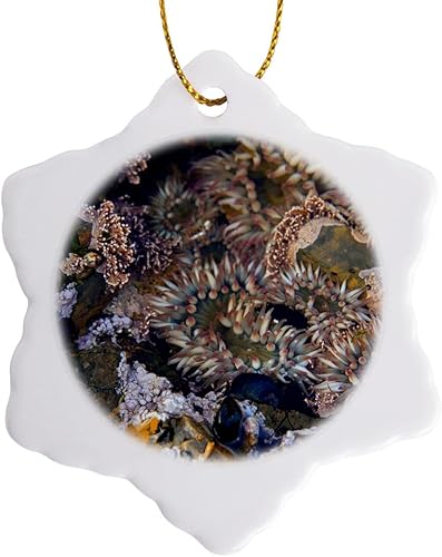 3dRose Estados Unidos, California, Anémonas en Point Lobos Natural Reserve Adorno de copo de nieve