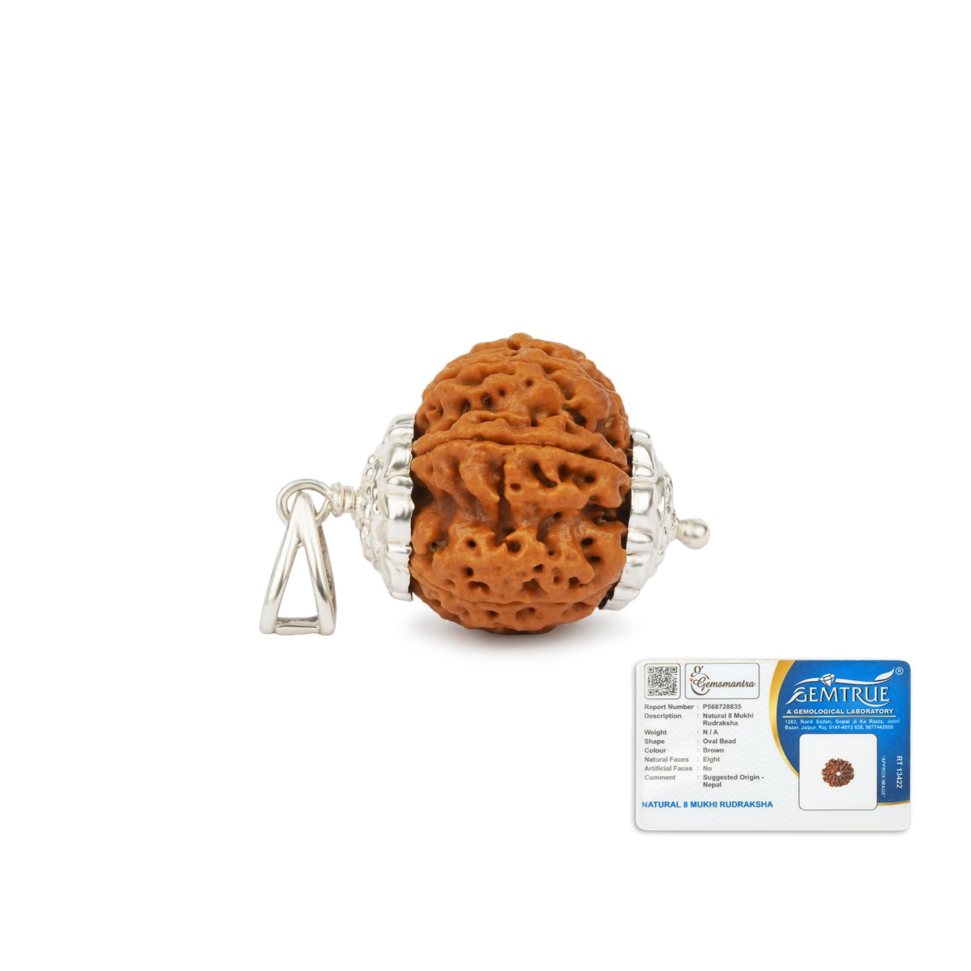 Gemsmantra 8 Mukhi Rudraksha Bead With Silver Pendant Original Nepali | Natural and Lab Certified | Represents Lord Ganesha, Enhances Wisdom, Success & Stability For Men & Women | Regular Size