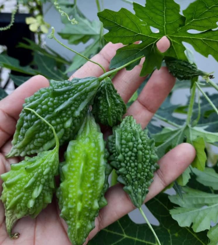 Healthy harvest Desi Small Bitter Gourd Chota Karela,Momordica Charantia Seeds organic Vegetable Home Garden for Kitchen and Terrace gardening (B08FCNWW8M) Amazon Price History, Amazon Price Tracker