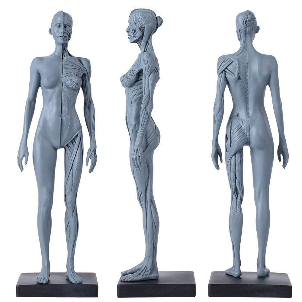 11inch Male & Female 2 Pezzi Human Anatomy Figura e la Pelle Modello Materiale di Laboratorio, anatomico di Riferimento per artisti Gray (Maschio + Femmina)