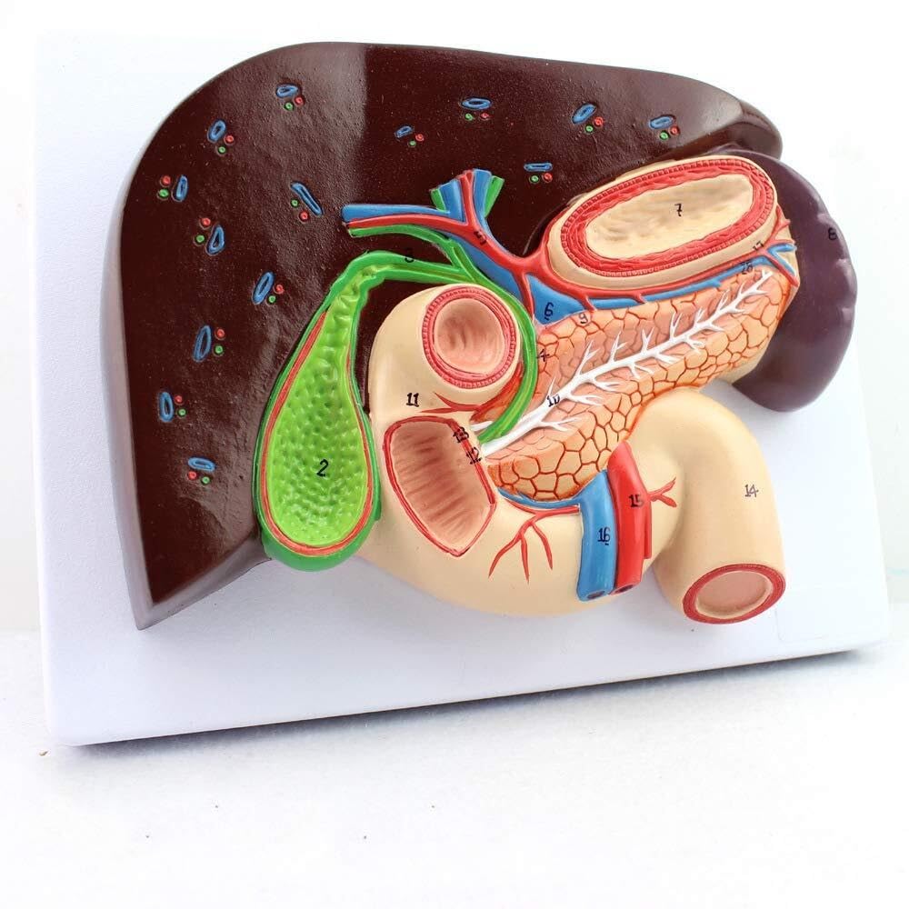 Modèle pathologique du pancréas avec voies digestives pour analyser les lésions en laboratoire