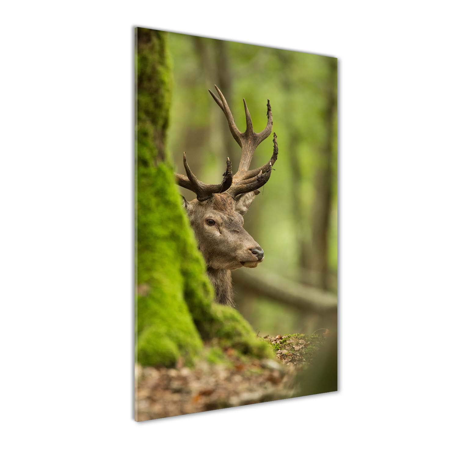 Cerf vert en tableau sur verre panoramique pour raviver un mur blanc de salon