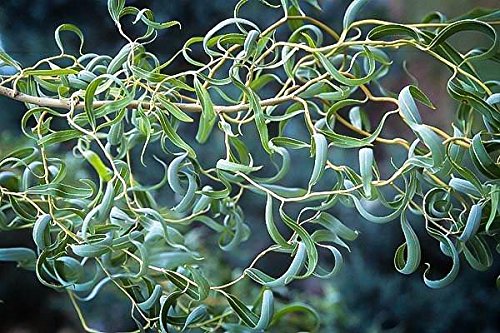 Golden Curls Corkscrew Weeping Willow - Live Plant - Quart Pot #TOP2