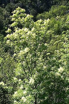 Fraxinus ornus Flowering Ash Seeds