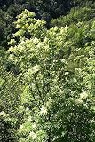 Fraxinus ornus: Flowering Ash Seeds
