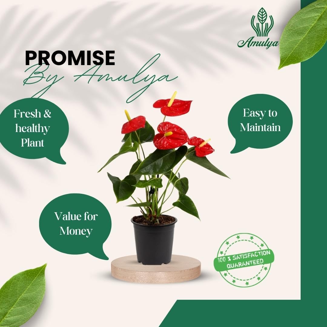 Amulya FARMS & NURSERY Air Purifying Anthurium Red Indoor Live Plants for Living Room, Home, Office, Table, Kitchen & Desk Decor | Black Pot Included 3