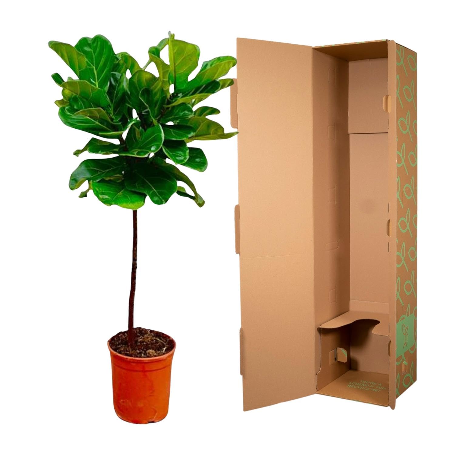 Ficus Lyrata am Stamm - 115-130cm - Ø24cm - Zimmerpflanze - Immergrün