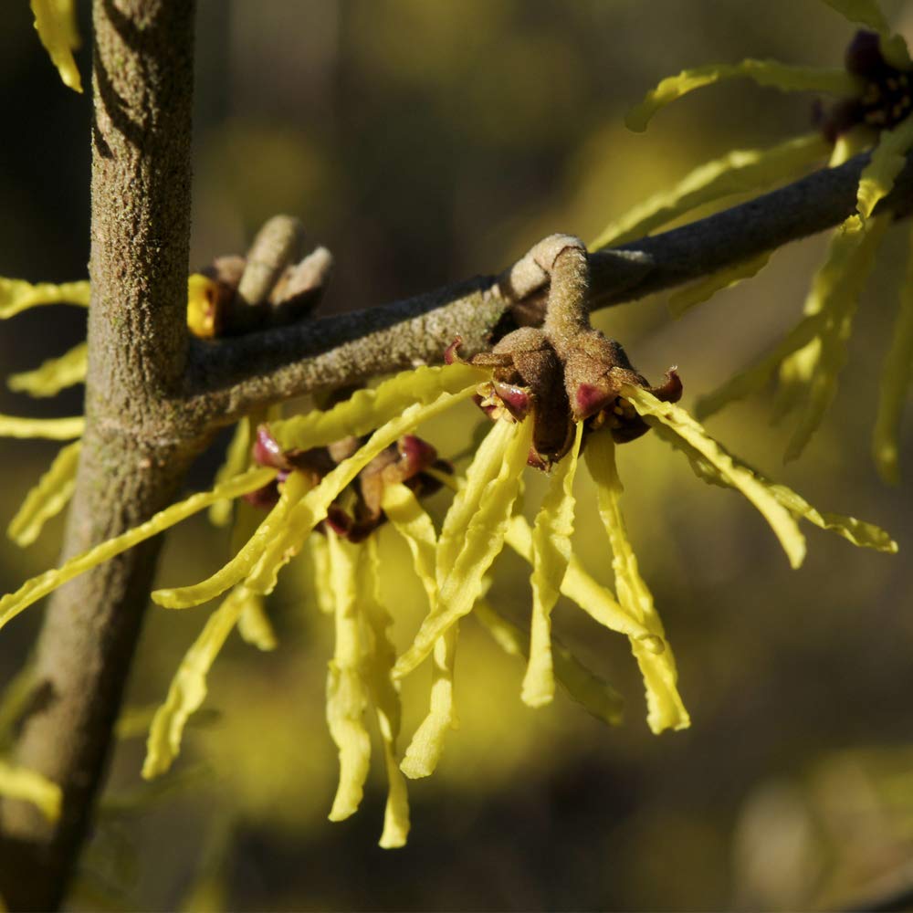 Potted Winter Flowering Shrub Witch Hazel for Gardens & Outdoors, Low Maintenance Baring Fragrant Yellow & Orange Flowers, 1 x Hamamelis Arnold Promise in 9cm Pot by Thompson & Morgan