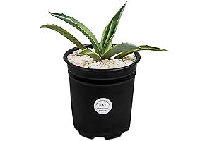 Nature's Majestic Century Plant: A Timeless Addition to Your Abode