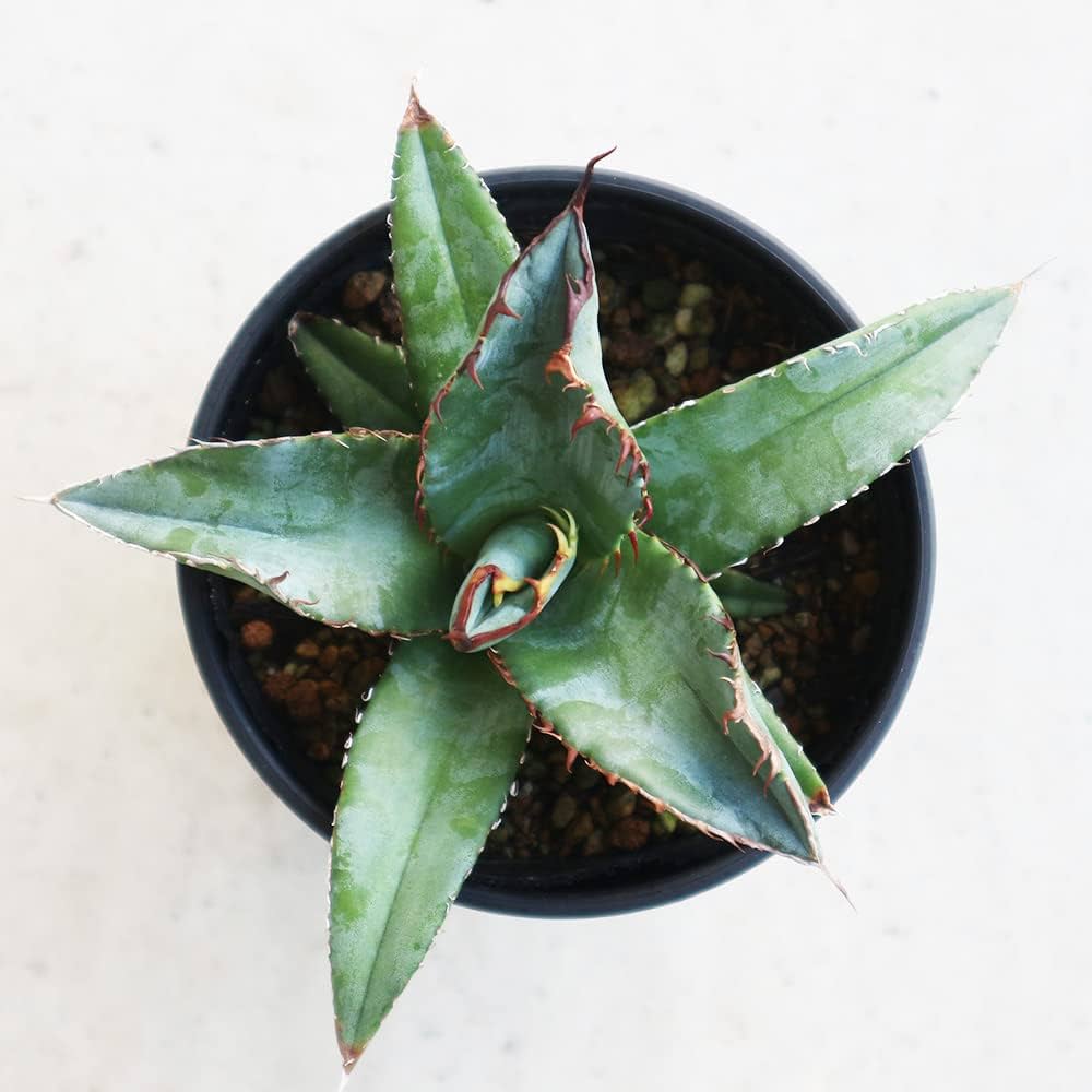 Amazon｜ITANSE アガベ・チタノタ・ブルー 3.5号鉢 1個売り 品種