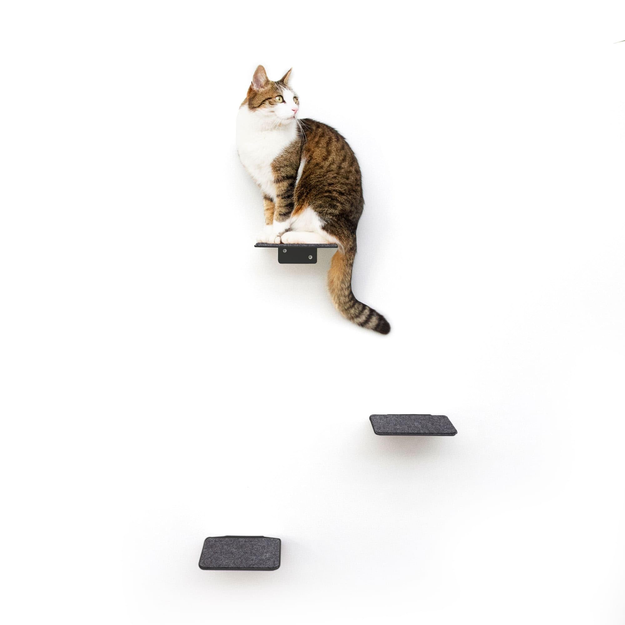 LucyBalu® STEPS Katzentreppe Wand Innen & Außen 3er Set | Katzen Kletterwand | Wandpark für Katzen bis 7kg | Katzenleiter | Anti-Rutsch Beschichtung | 3 Stufen | Wandbefestigung | 18 x 18 cm Anthrazit