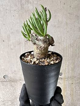 Amazon｜【現品限り】チレコドン・レティキュラータス 現地株 発根済み