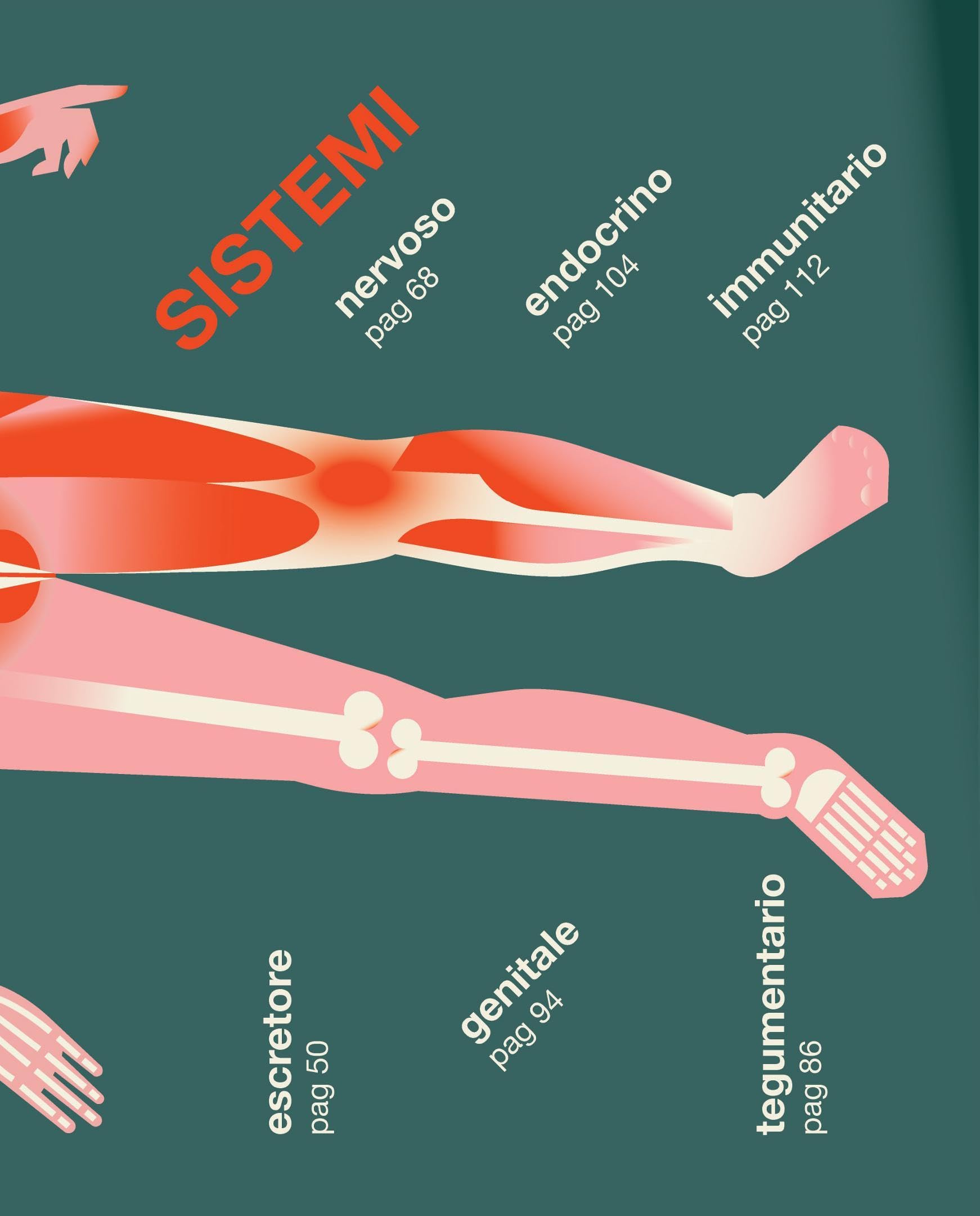 Il corpo è umano. L'anatomia spiegata alle bambine e ai bambini. Ediz. a colori