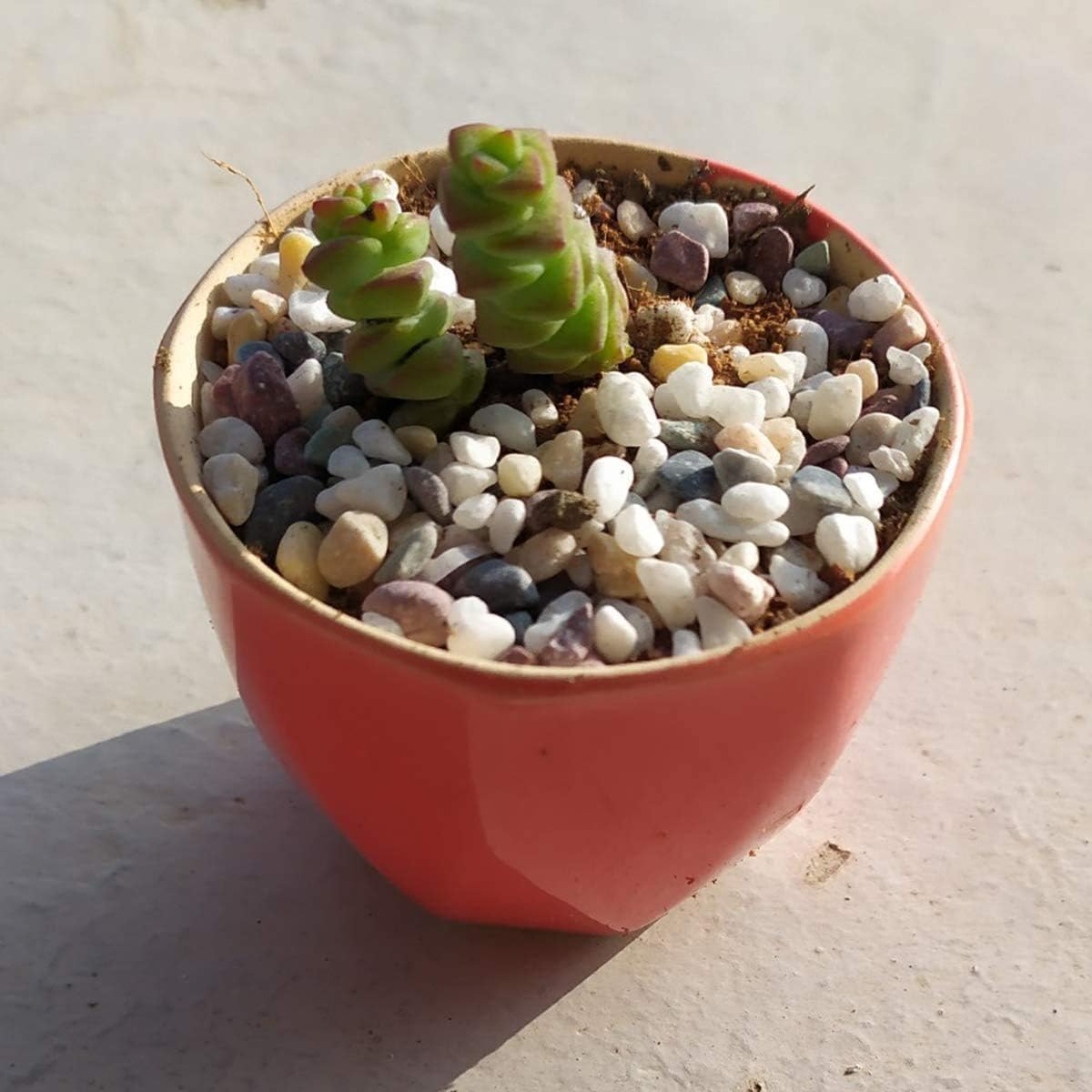 TOYPOPOR Galets de gravier pour plantes grasses et cactus de 2,7 kg, pierres polies naturelles décoratives de 1,27 cm, roches de rivière pour plantes, vases, aquariums, terrarium et jardinage